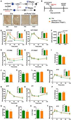 Hypothalamic Proopiomelanocortin Is Necessary for Normal Glucose Homeostasis in Female Mice